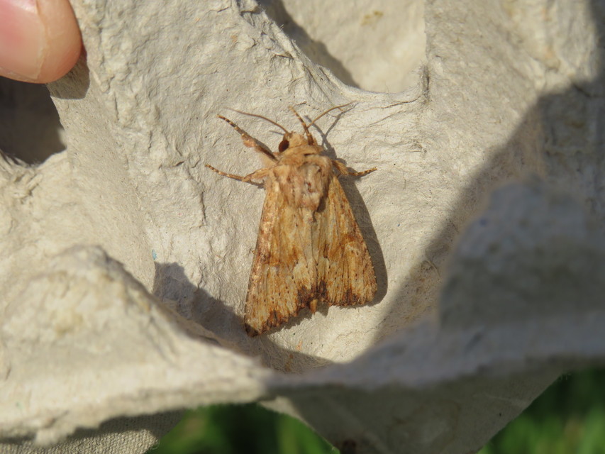 Apamea sublustris - sárgás dudvabagoly