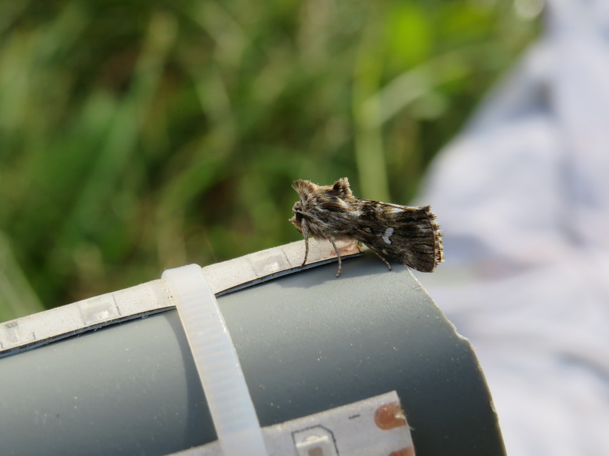 Calophasia lunula - gyújtoványfű-apróbagoly