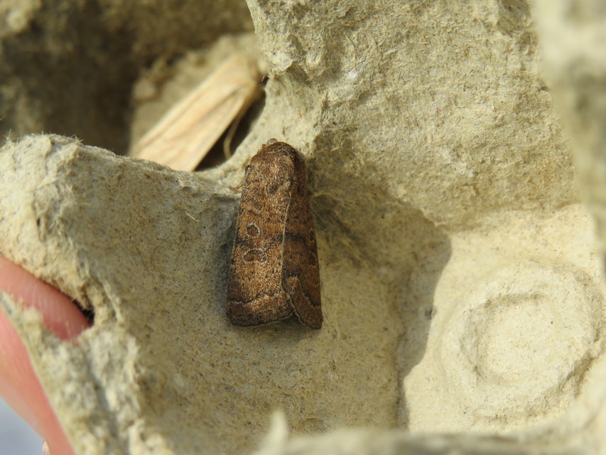 Hoplodrina octogenaria - barna selymesbagoly
