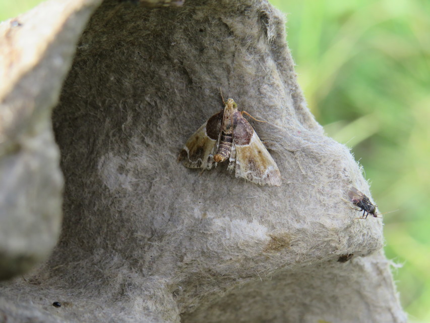 Pyralis farinalis - lisztilonca