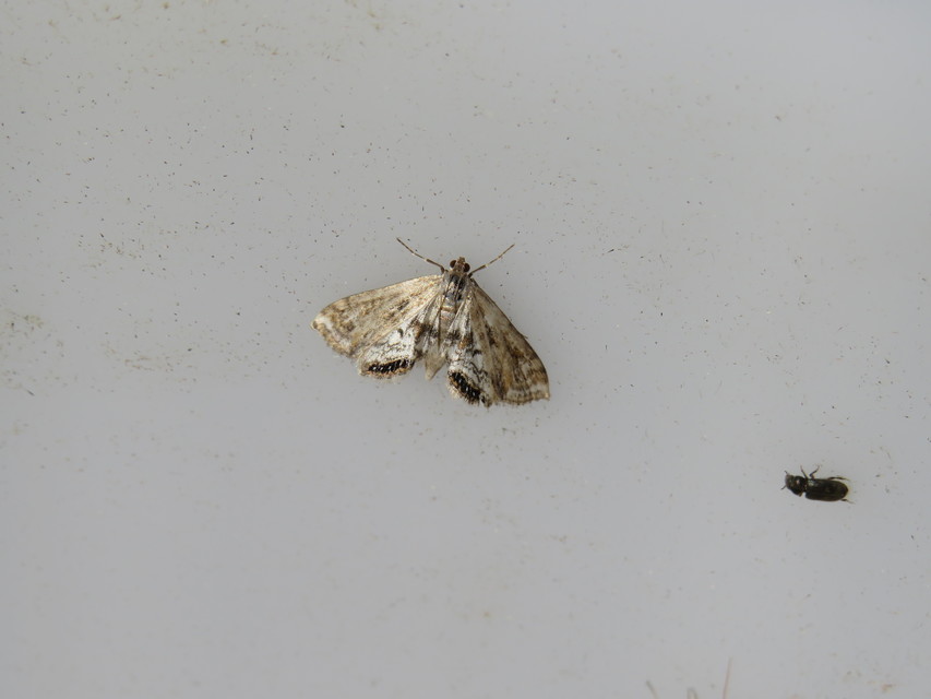 Cataclysta lemnata - békalencsemoly