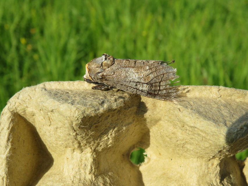 Cossus cossus - fűzfarontólepke