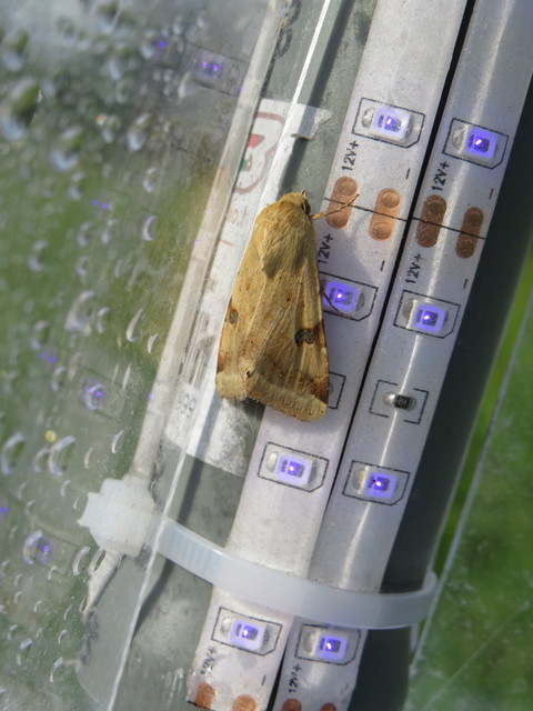 Heliothis peltigera - nagy veteménybagoly