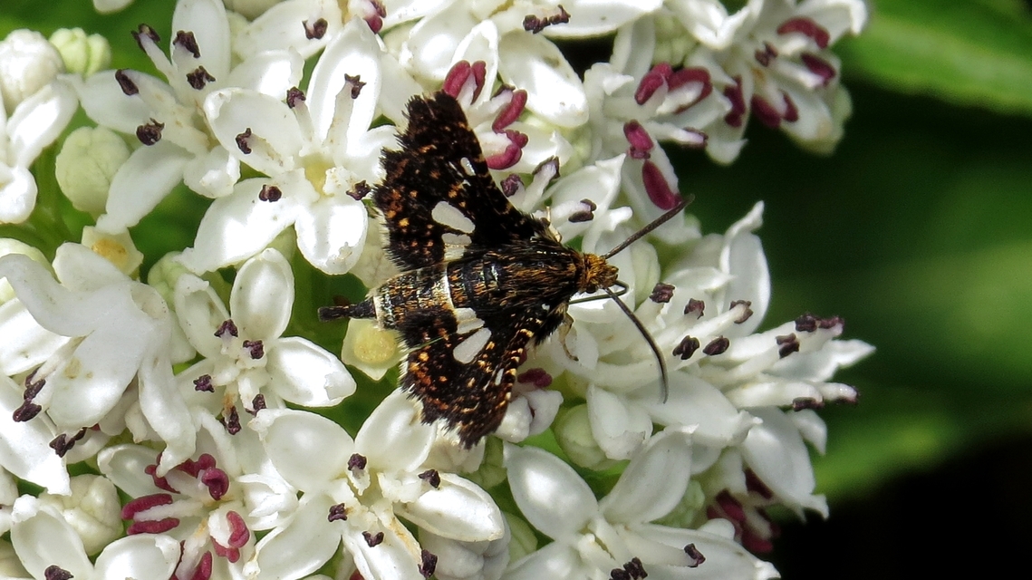 Thyris fenestrella - gyakori ablakosmoly