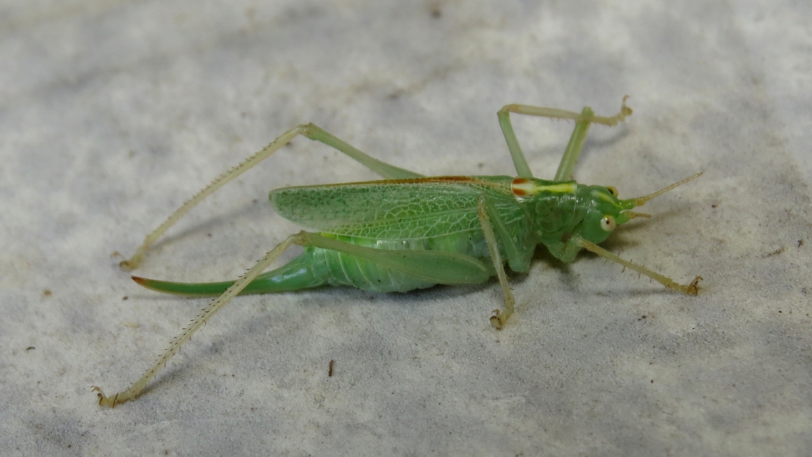Meconema thalassinum - közönséges dobolószöcske