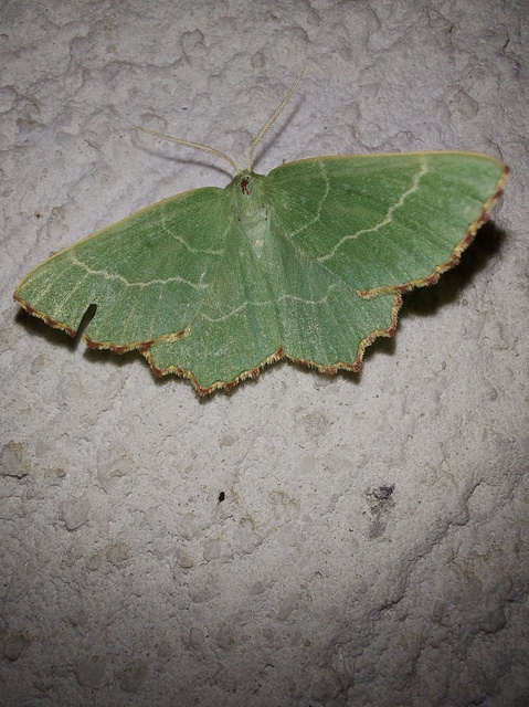 Thalera fimbrialis - csipkésszélű zöldaraszoló