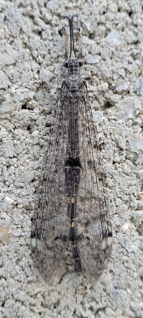 Distoleon tetragrammicus - négyfoltos hangyaleső
