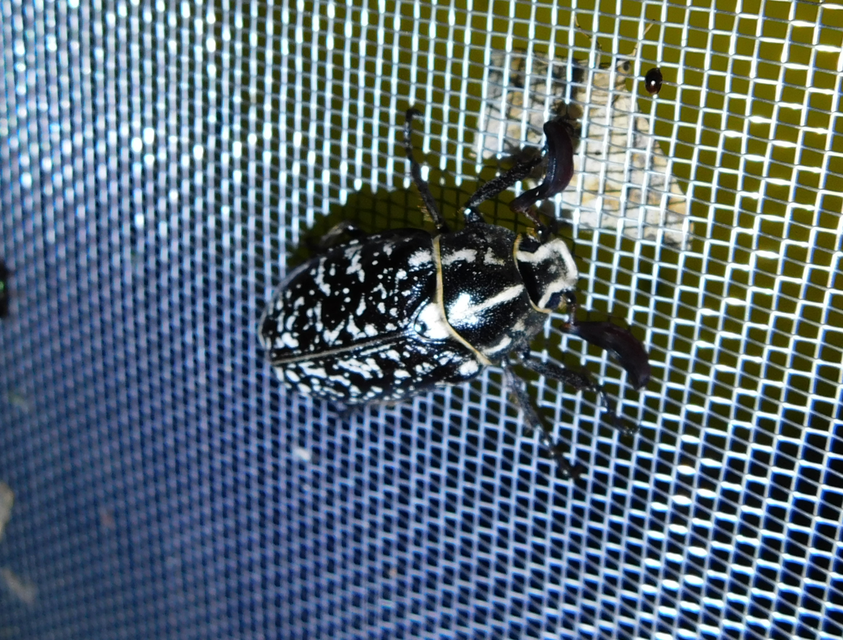 Polyphylla fullo - csapó cserebogár