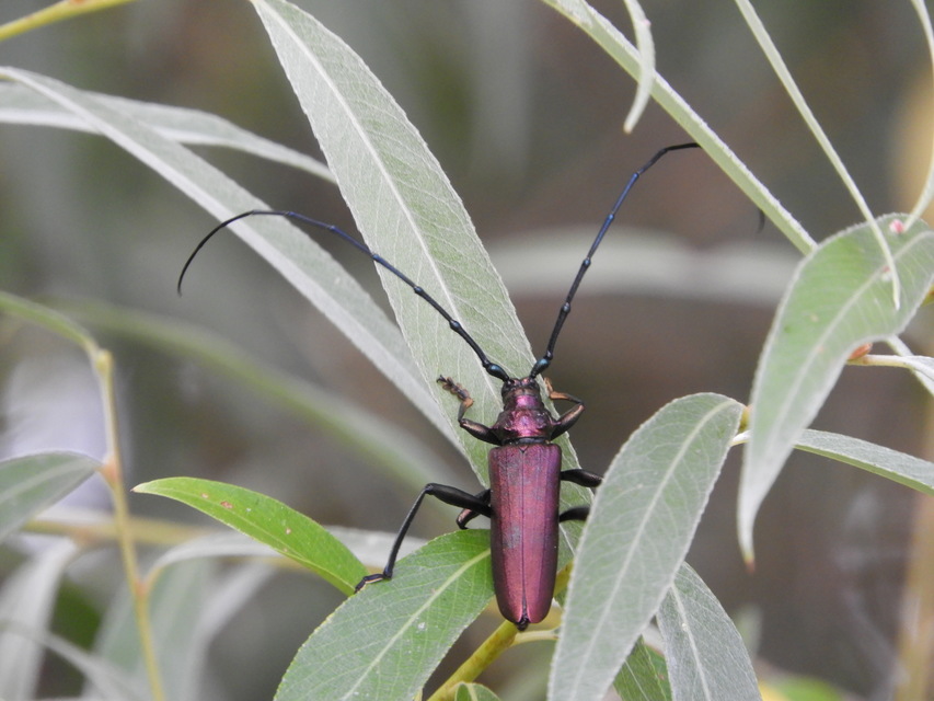 Aromia moschata - pézsmacincér