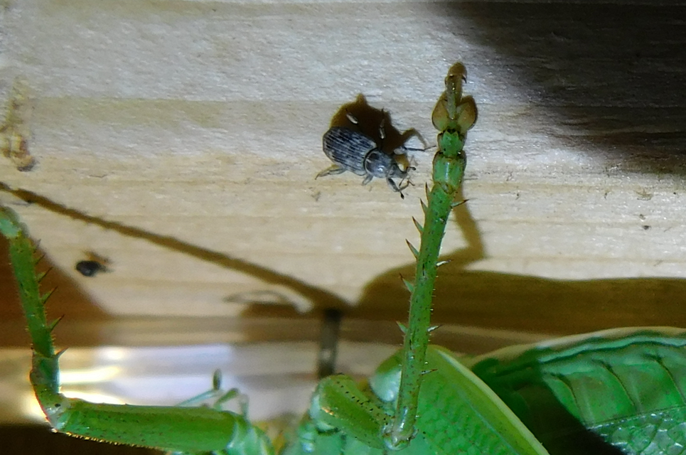 Bagous argillaceus - lakkfényű víziormányos Bagous argillaceus - lakkfényű víziormányos
