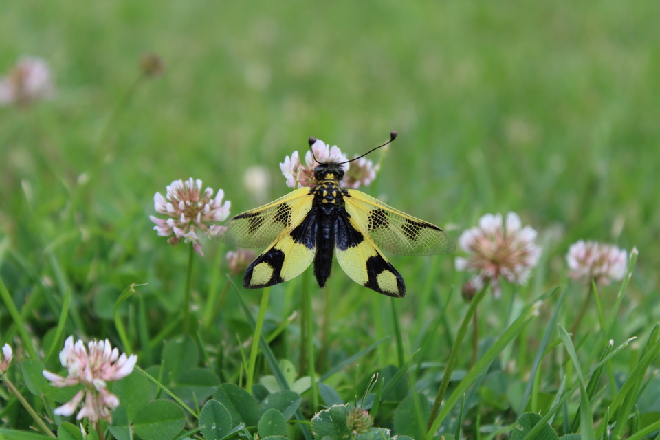Libelloides macaronius - keleti rablópille