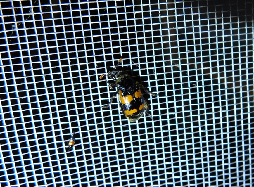 Nicrophorus vespillo - közönséges temetőbogár