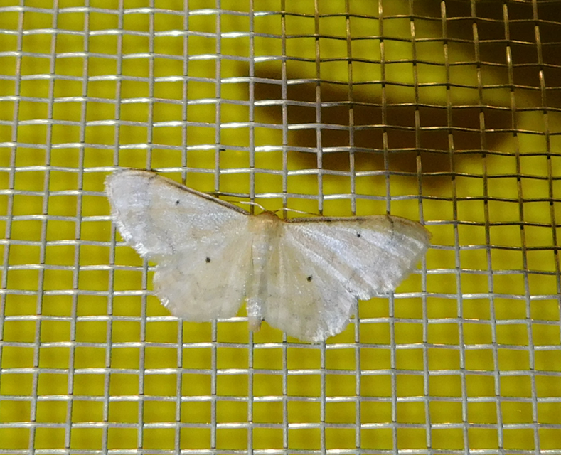 Idaea politaria - vonalas apróaraszoló