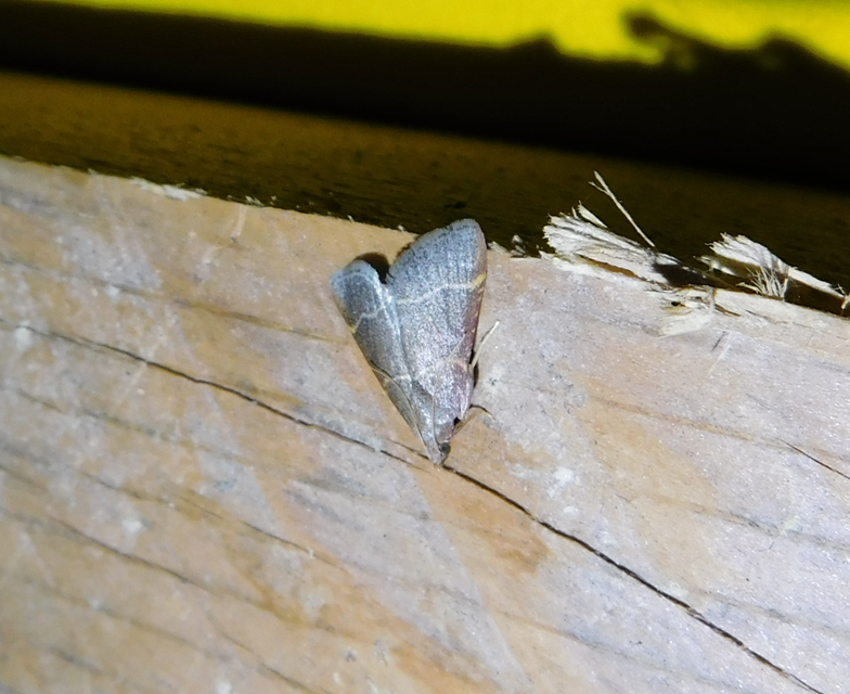 Hypsopygia glaucinalis - rezes fényilonca