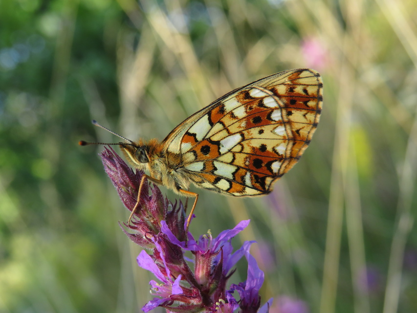 Boloria selene - fakó gyöngyházlepke