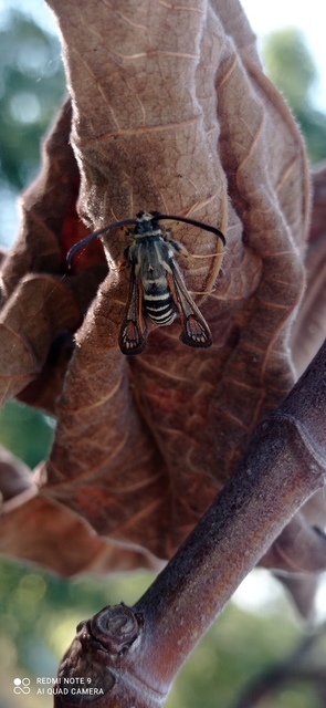 Sesiidae - szitkárfélék