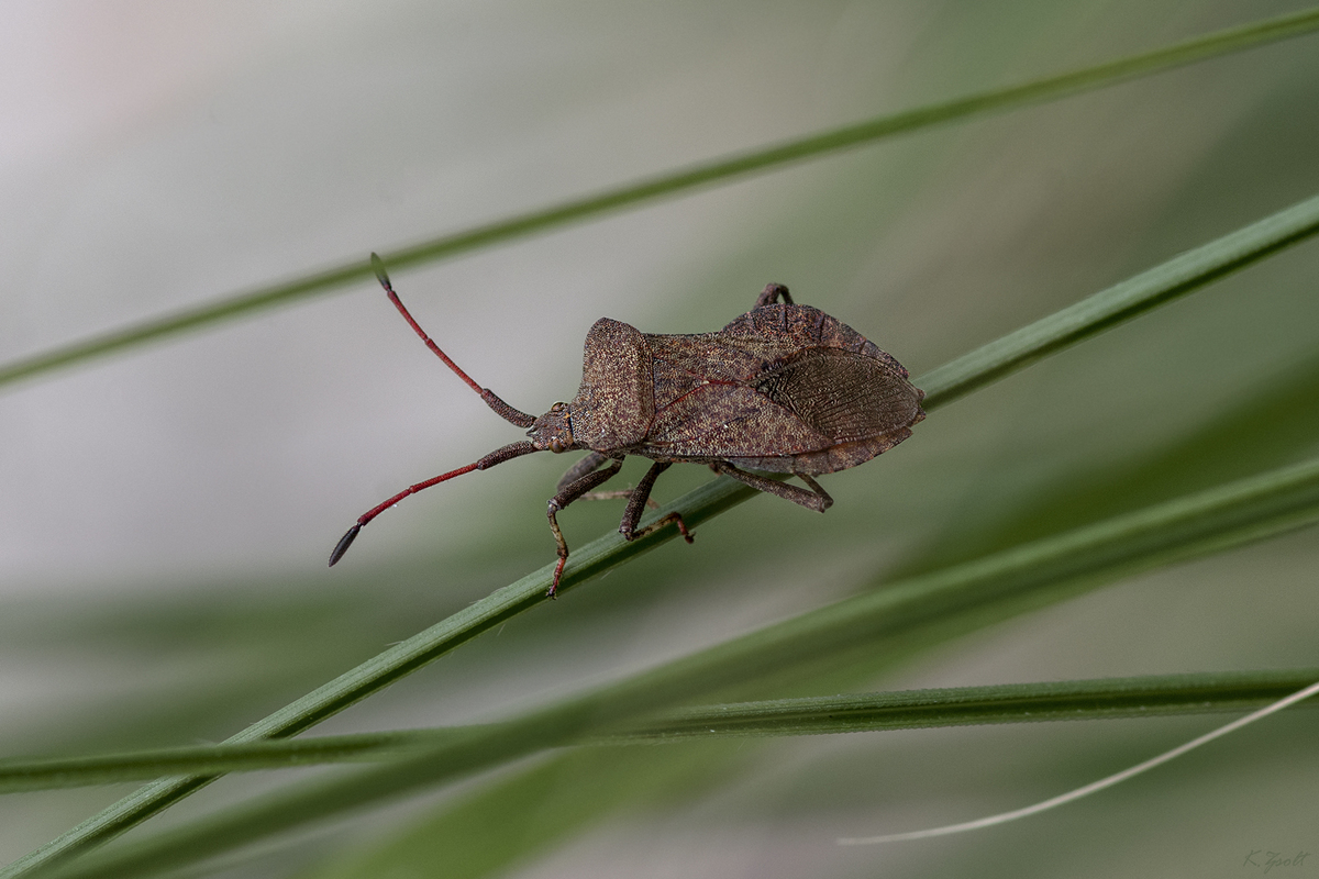 Coreus marginatus - közönséges karimáspoloska Coreus marginatus - közönséges karimáspoloska