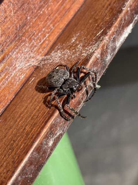 Nuctenea umbratica - közönséges rés-keresztespók