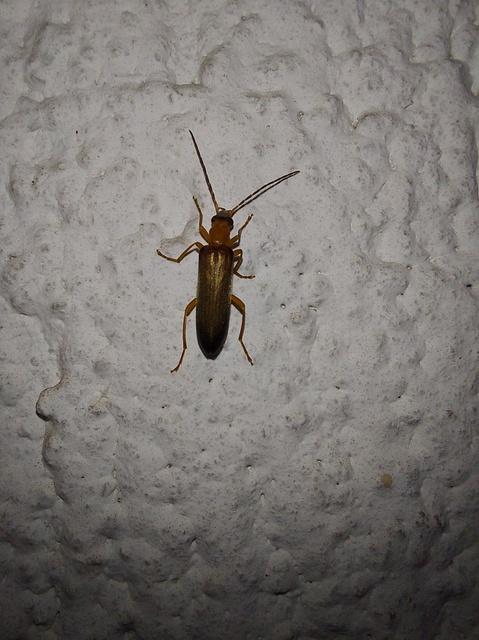 Nacerdes carniolica - karnóliai álcincér