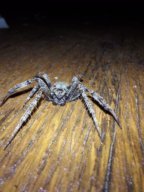 Araneus circe/angulatus