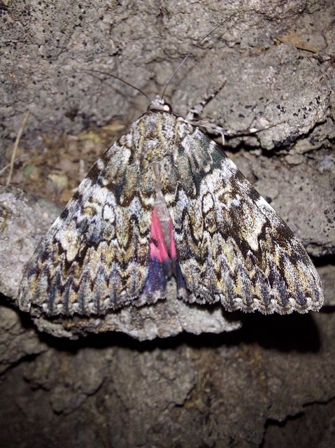 Catocala promissa - kis tölgyfa-övesbagoly