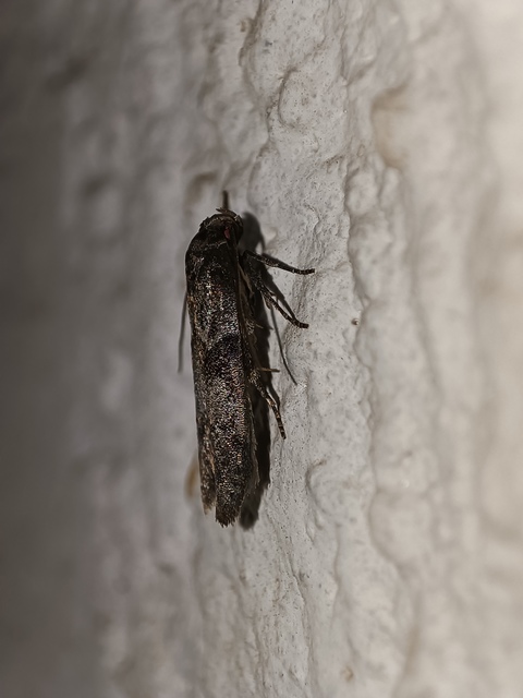 Blastobasis