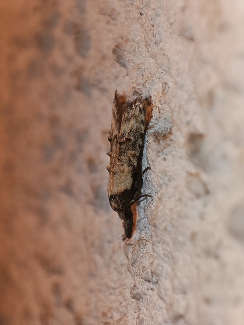 Carposina scirrhosella - közönséges csipkebogyómoly
