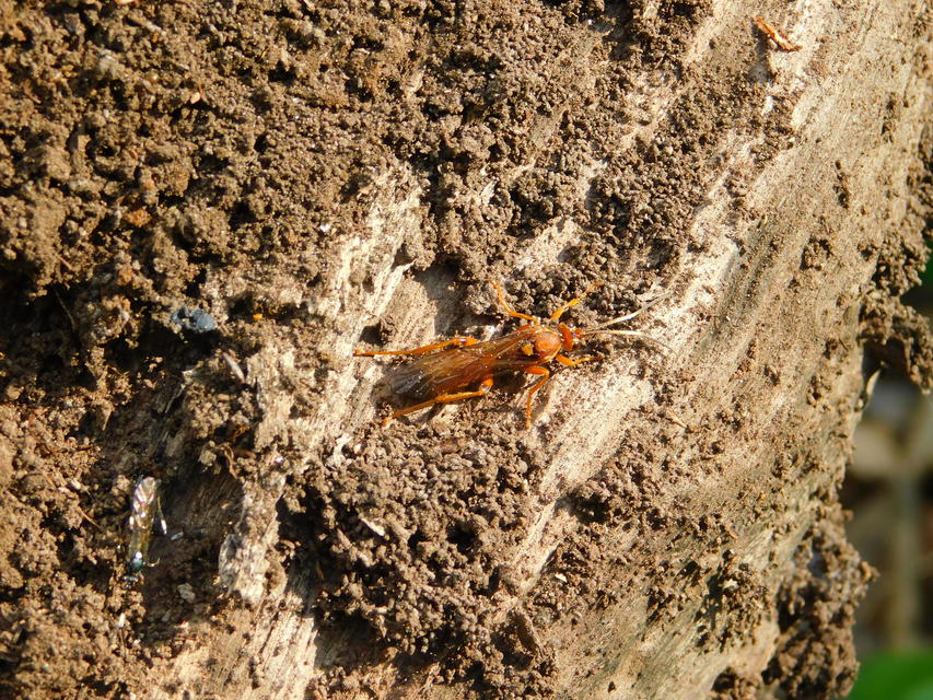 Lymantrichneumon disparis
