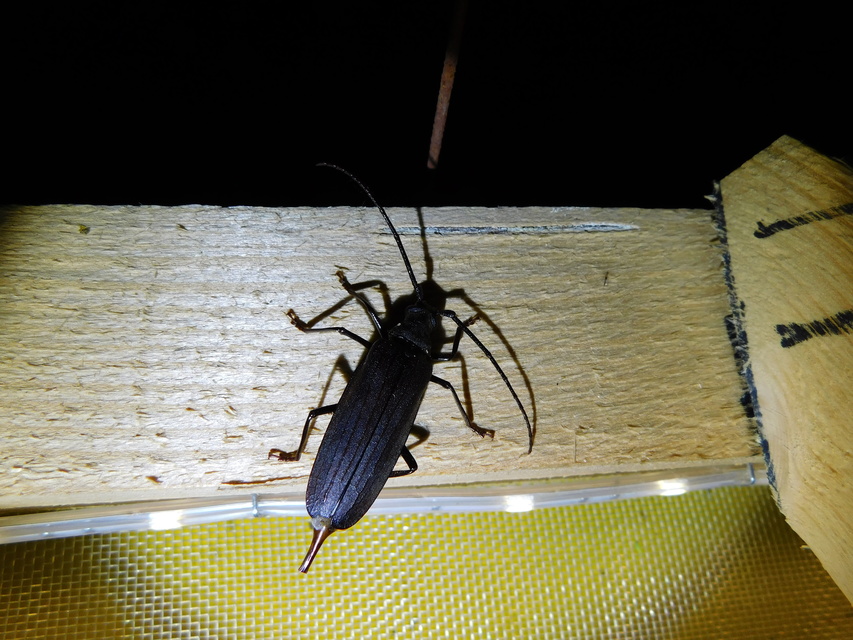Aegosoma scabricorne - diófacincér