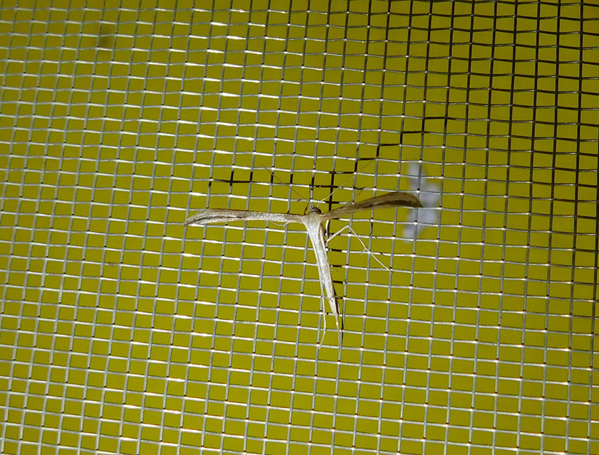 Emmelina monodactyla/argoteles