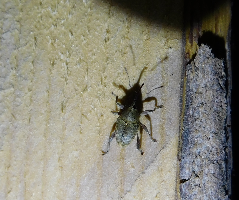 Curculio glandium - tölgymakkzsuzsóka