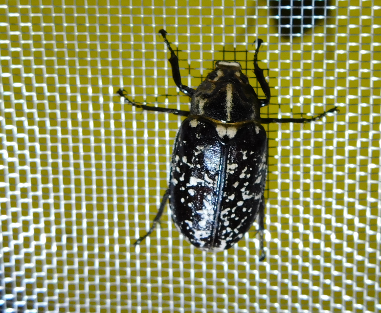 Polyphylla fullo - csapó cserebogár