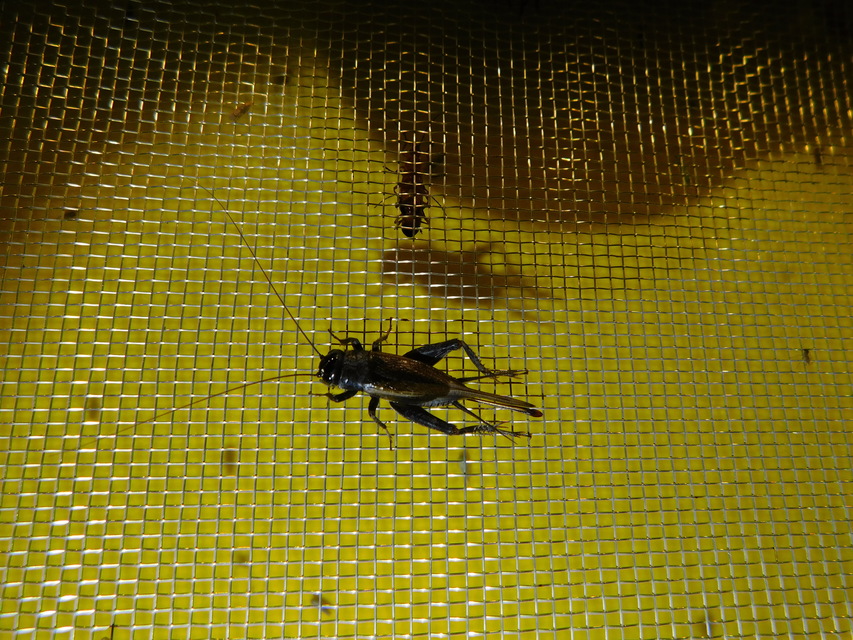 Eumodicogryllus bordigalensis - bordói tücsök