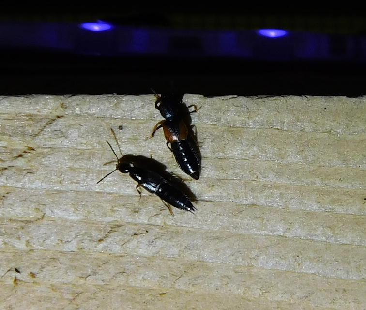 Bledius tricornis - háromszarvú ásóholyva Bledius tricornis - háromszarvú ásóholyva