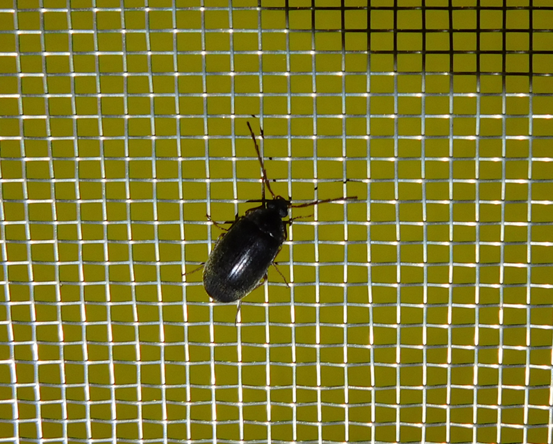 Hymenalia rufipes - rőtlábú alkonybogár