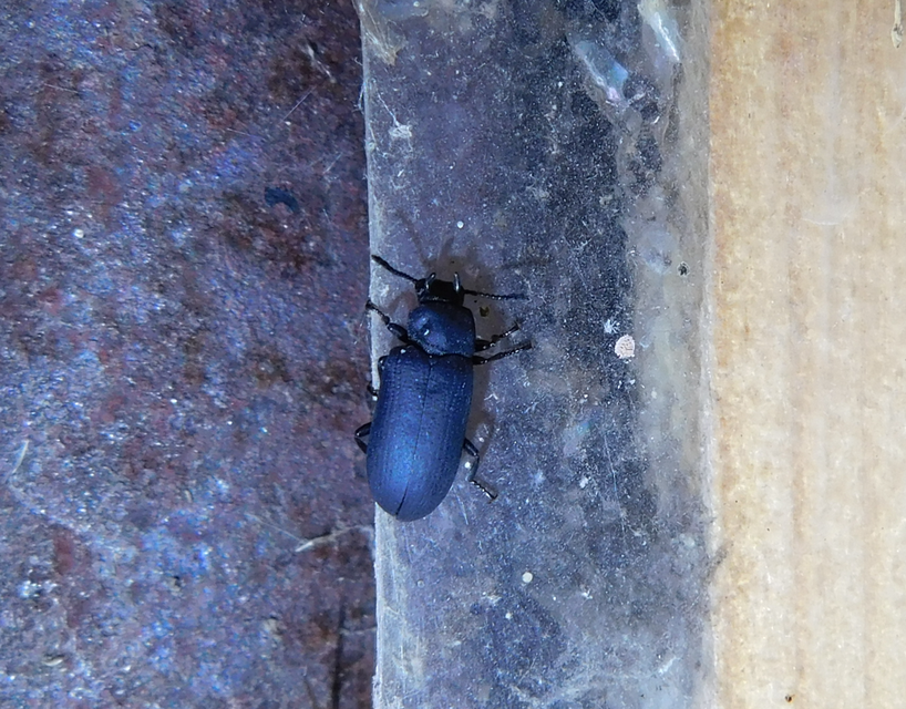 Cryphaeus cornutus - szarvas gyászbogár