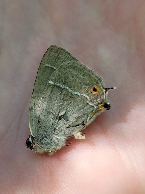 Neozephyrus quercus - tölgyfalepke