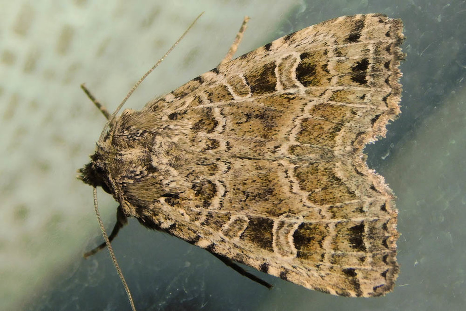 Naenia typica - hálózatos sóskabagoly