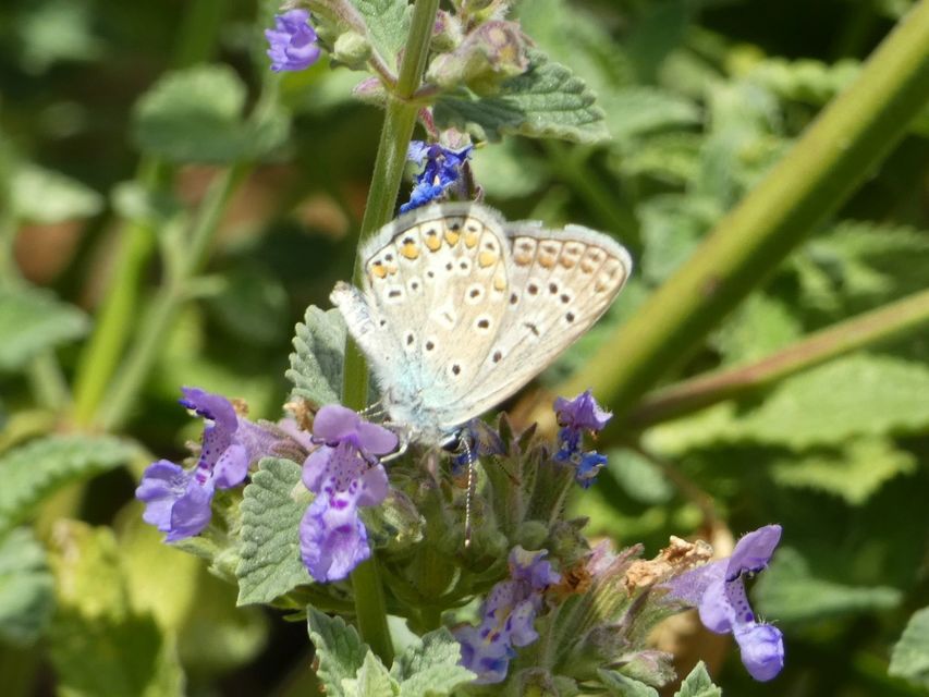 Polyommatus icarus - közönséges boglárka
