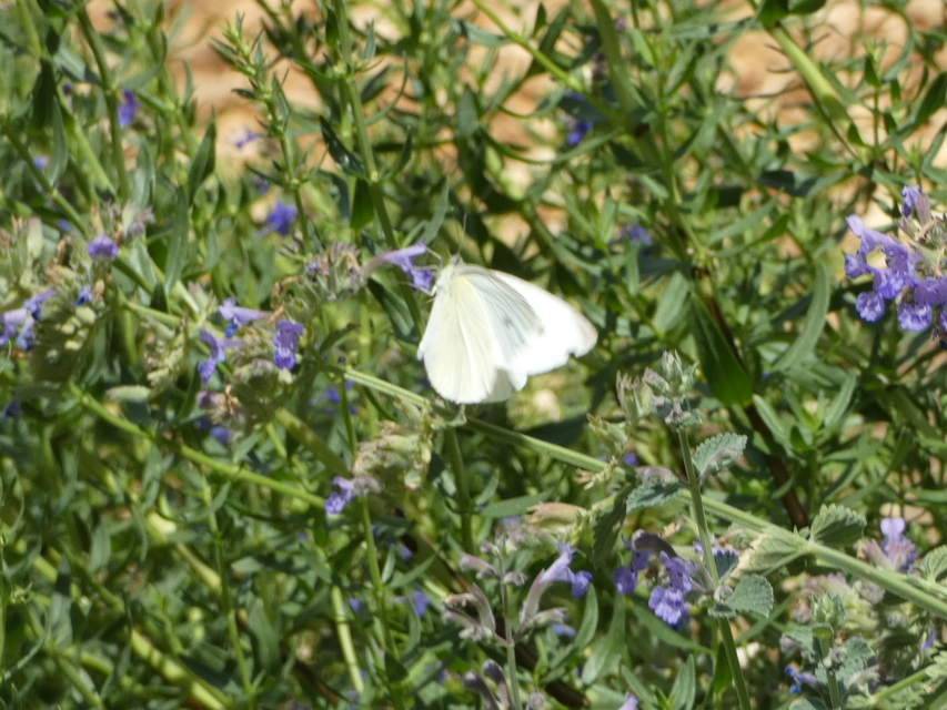 Pieris rapae - répalepke