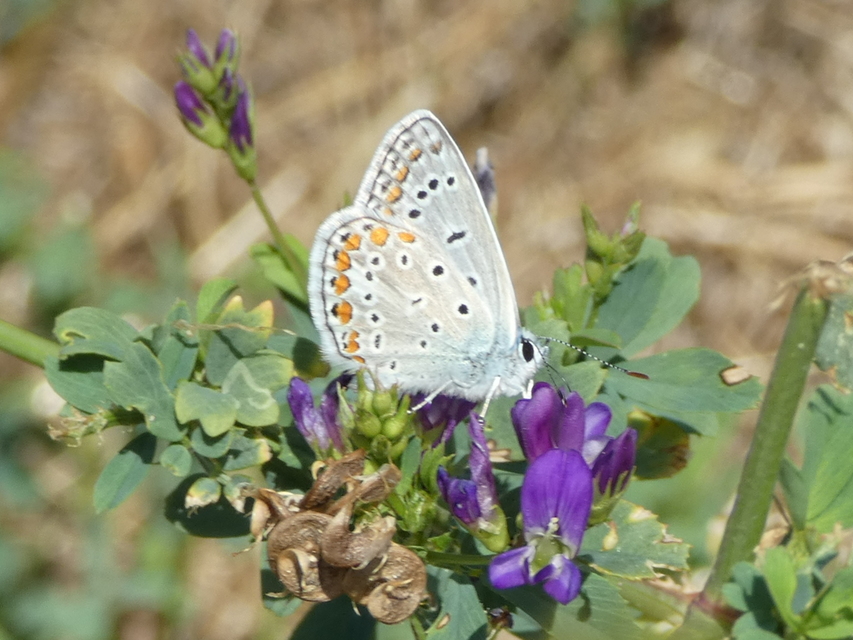 Polyommatus icarus - közönséges boglárka