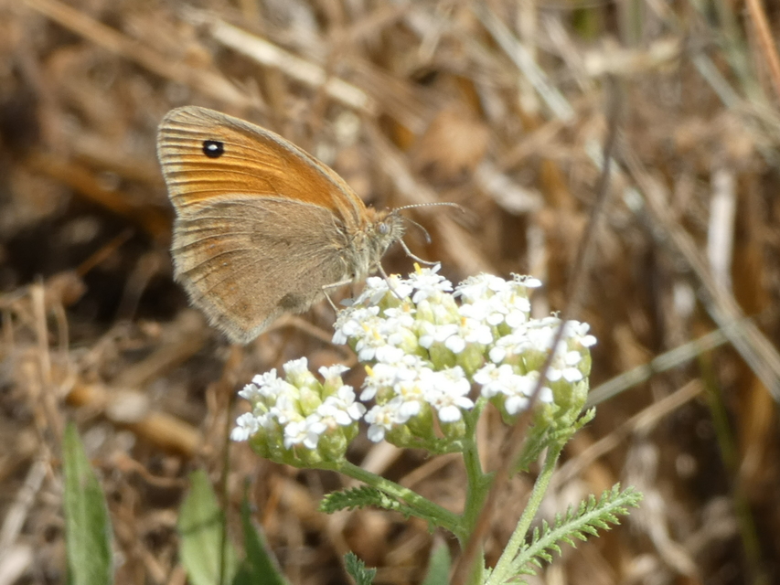 Coenonympha pamphilus - kis szénalepke