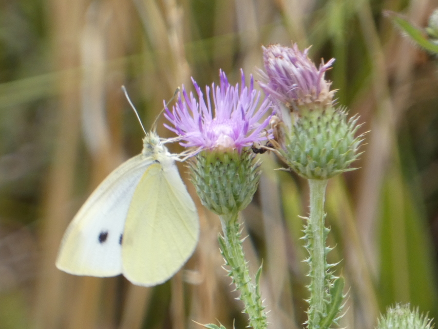 Pieris rapae - répalepke