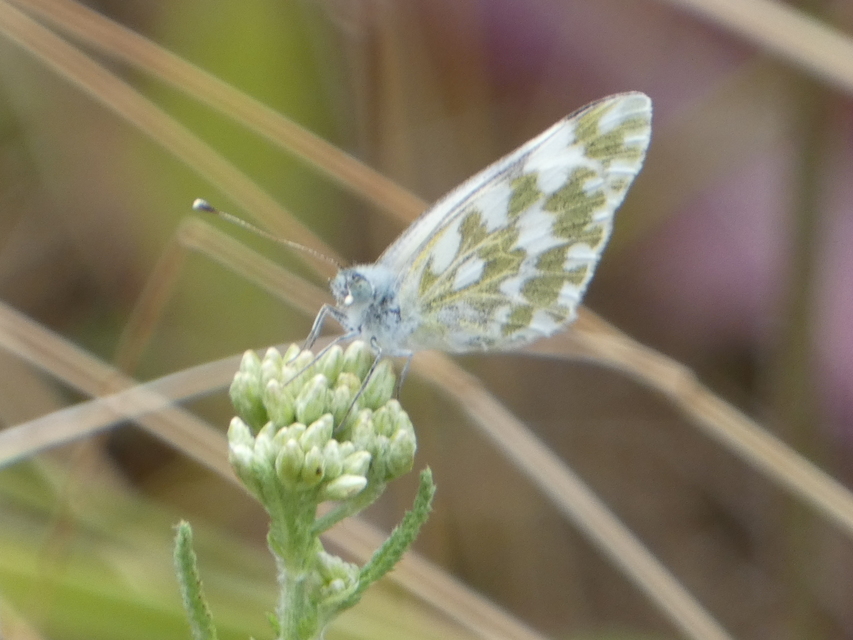 Pontia edusa - rezedalepke