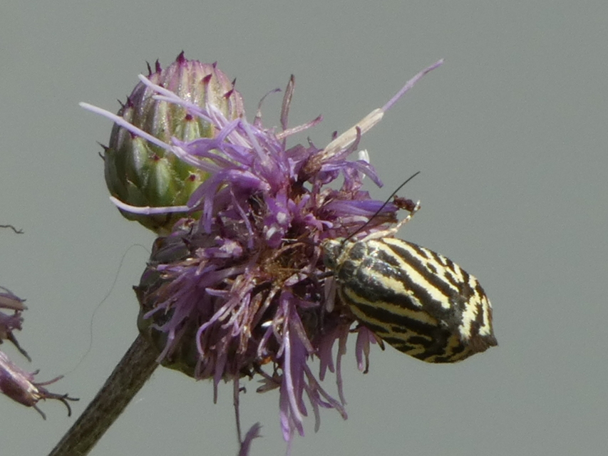 Emmelia trabealis - zebrabagoly