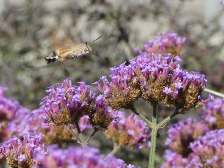 Macroglossum stellatarum - kacsafarkú szender