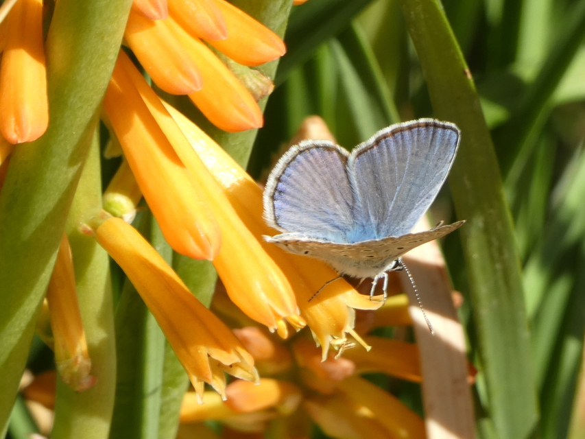 Polyommatus icarus - közönséges boglárka