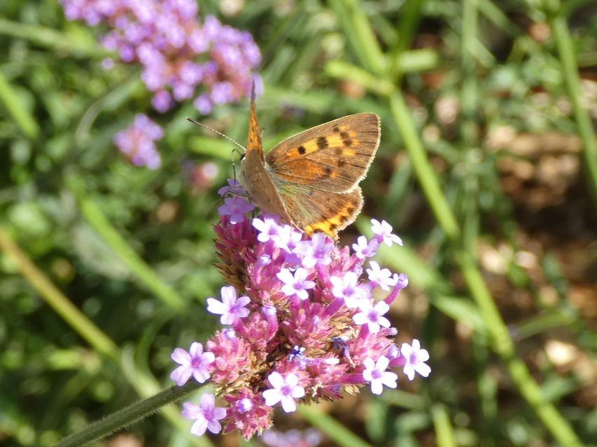 Lycaena phlaeas - közönséges tűzlepke
