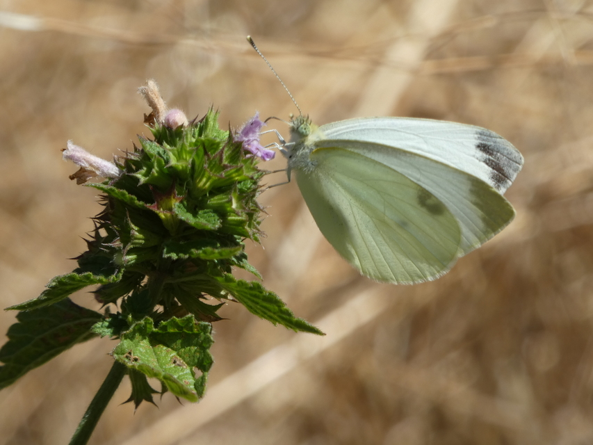 Pieris rapae - répalepke