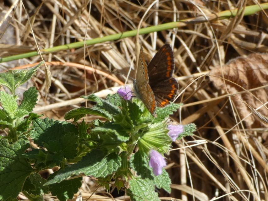 Aricia agestis - szerecsenboglárka